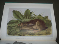 1951 AUDUBON'S ANIMALS THE QUADRUPEDS OF NORTH AMERICA BY ALICE FORD - I 1451