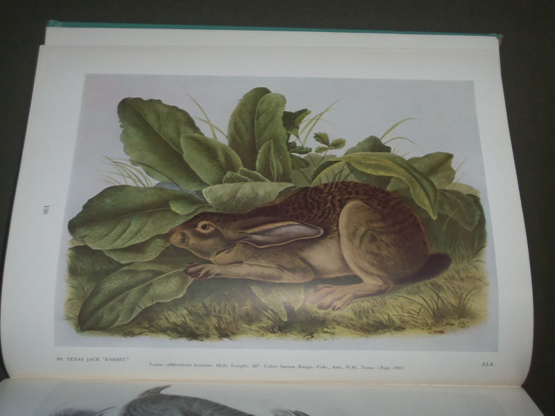 1951 AUDUBON'S ANIMALS THE QUADRUPEDS OF NORTH AMERICA BY ALICE FORD - I 1451