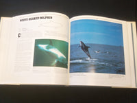 1984 THE WORLD'S WHALES, COMPLETE ILLUSTRATED GUIDE HARDCOVER BOOK - R 735R