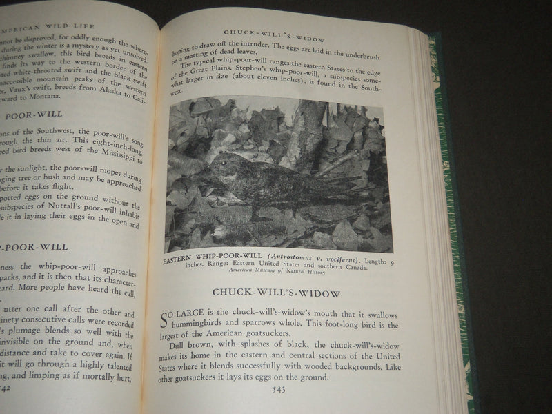 1940 AMERICAN WILD LIFE ILLUSTRATED PHOTOGRAPH BY AUSTIN BAYLITTS BOOK - KD 4233