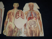MAN & WOMAN ANATOMY ILLUSTRATED DIAGRAMS LOT OF 2 - NUDE - J 5803