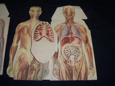 MAN & WOMAN ANATOMY ILLUSTRATED DIAGRAMS LOT OF 2 - NUDE - J 5803