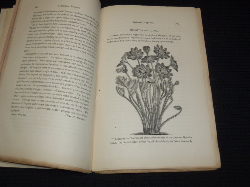1867-1869 THE AMERICAN JOURNAL OF HORTICULTURE MAGAZINE LOT OF 4 - WR 54B