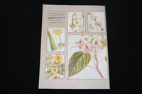 1984 NOVEMBER SOUTH AFRICAN PANORAMA MAGAZINE - FLOWERS COVER - ST 1009H