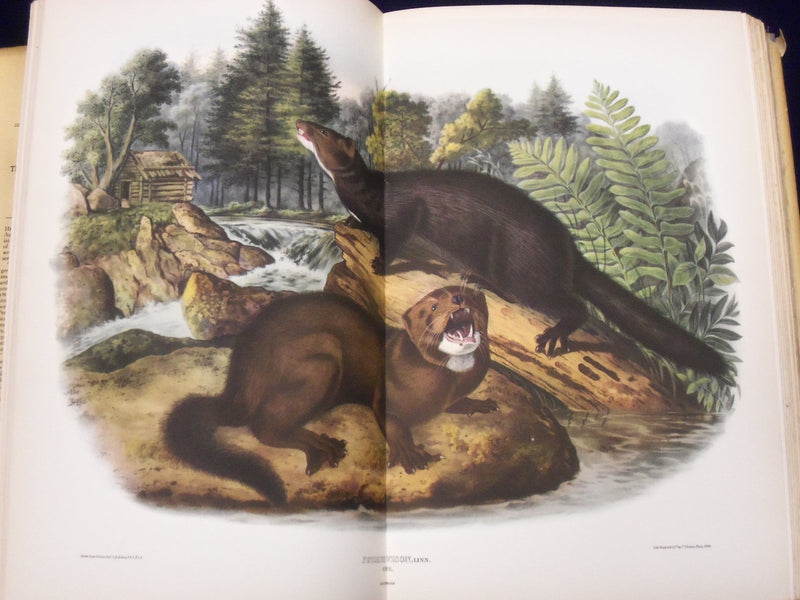 1940 AUDUBON'S AMERICA BOOK EDITED BY DONALD PEATTIE W/ ILLUSTRATIONS - KD 2990