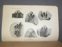 1951 & 1966 SILICIFIED ORDOVICIAN & JURASSIC BRACHIOPOD - LOT OF 2 - J 4959