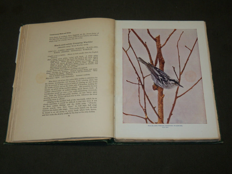 1903 BIRD NEIGHBORS HARDCOVER BOOK BY NELTJE BLANCHAN - NICE PLATES - KD 6254
