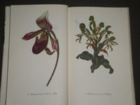 1958 ORCHIDEEN BY GERHARD NEBEL GERMAN BOOK - GREAT ILLUSTRATIONS - KD 4310