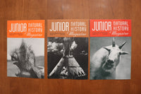1946-1949 JUNIOR NATURAL HISTORY MAGAZINE - LOT OF 36 - O 3926