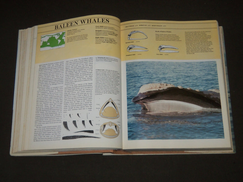 1985 The Encyclopedia of Mammals edited by Dr. David Macdonald Hardcover - I 427