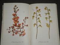 1958 ORCHIDEEN BY GERHARD NEBEL GERMAN BOOK - GREAT ILLUSTRATIONS - KD 4310