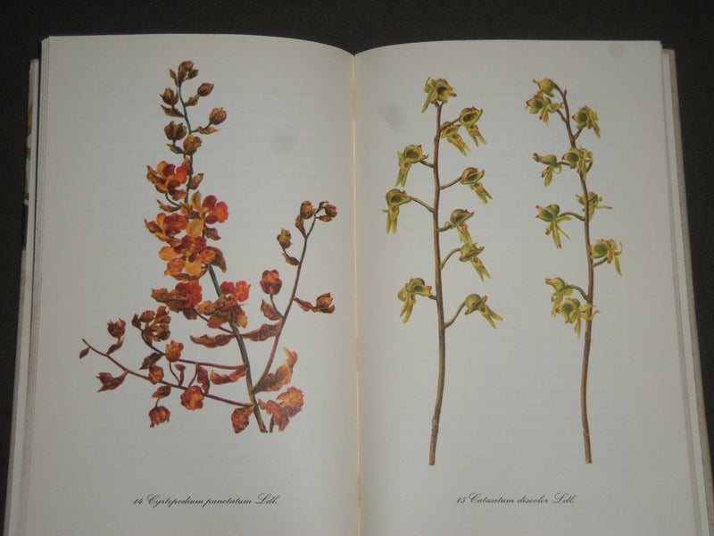 1958 ORCHIDEEN BY GERHARD NEBEL GERMAN BOOK - GREAT ILLUSTRATIONS - KD 4310