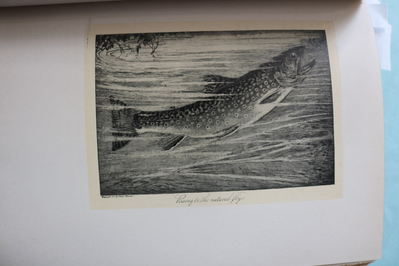 1902 THE SPECKLED TROUT HARDCOVER BOOK BY LOUIS RHEAD - KD 9696