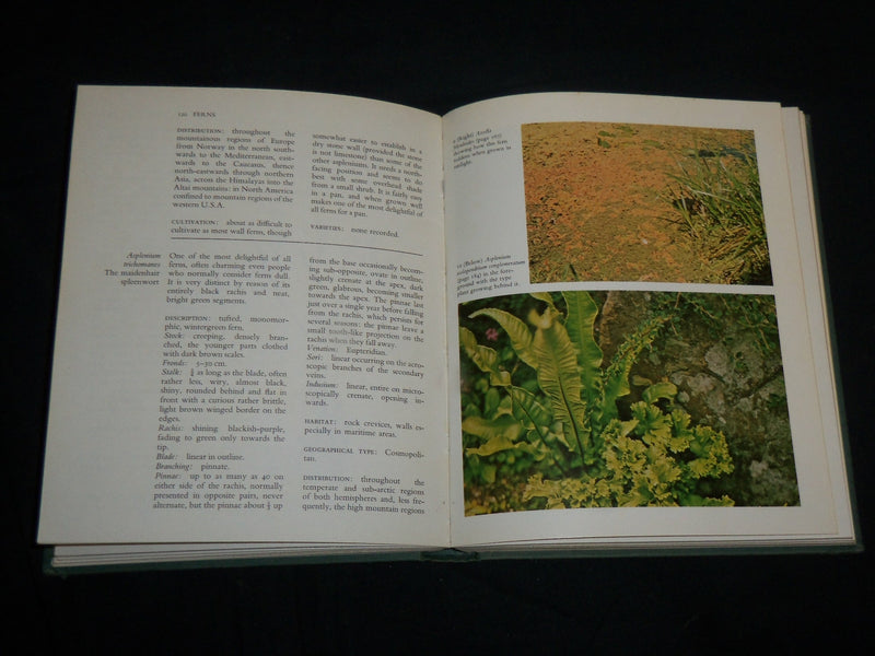 1974 FERNS HARDCOVER BOOK BY ROGER GROUNDS - GREAT PHOTOS - KD 6892