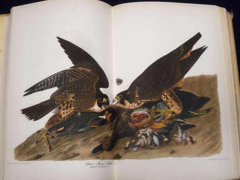 1940 AUDUBON'S AMERICA BOOK EDITED BY DONALD PEATTIE W/ ILLUSTRATIONS - KD 2990