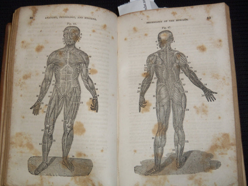 1853 A TREATISE OF ANATOMY BOOK BY CALVIN CUTTER, M. D - NICE ILLUS. - J 8118