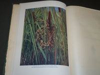 1902 BIRD HOMES EGGS & BREEDING BY A. R. DUGMORE - GREAT ILLUSTRATIONS - KD 33