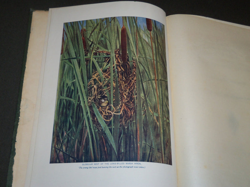 1902 BIRD HOMES EGGS & BREEDING BY A. R. DUGMORE - GREAT ILLUSTRATIONS - KD 33