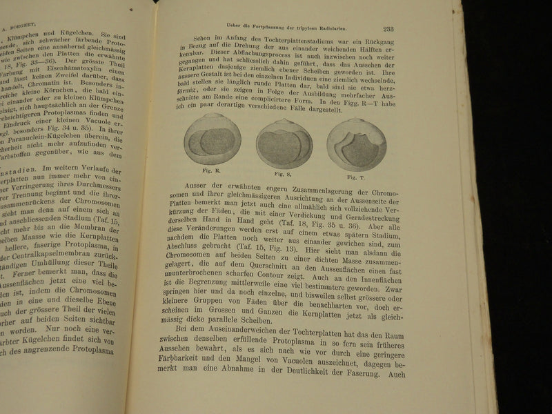 1894-1904 ZOOLOGISCHE JAHRBUCHER FUR ANATOMIE UND ONTOGENIE LOT OF 39 - WR 1112