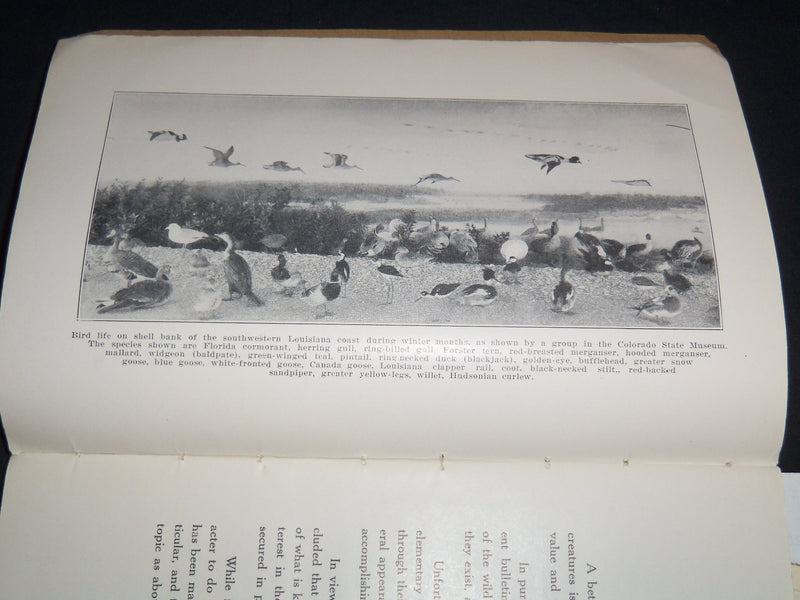 1921 WILD FIRE RESOURCES OF LOUISIANA DEPT OF CONSERVATION M. ALEXANDER- J 8716