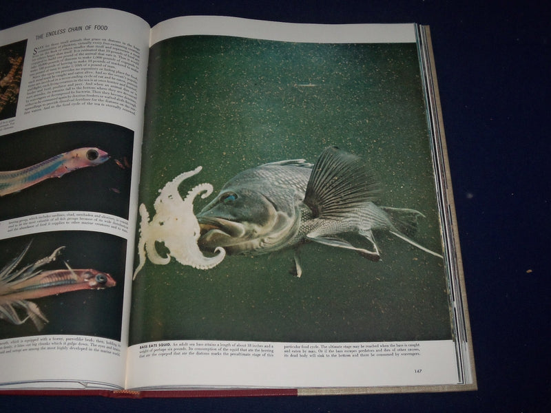 1955 THE WORLD WE LIVE IN BOOK BY TIME INC. - NICE COLOR FOLD OUTS - KD 2206