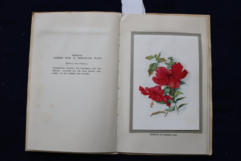1930'S FLOWERS OF BERMUDA SOFTCOVER BOOK BY MAY MIDDLETON - K 1450