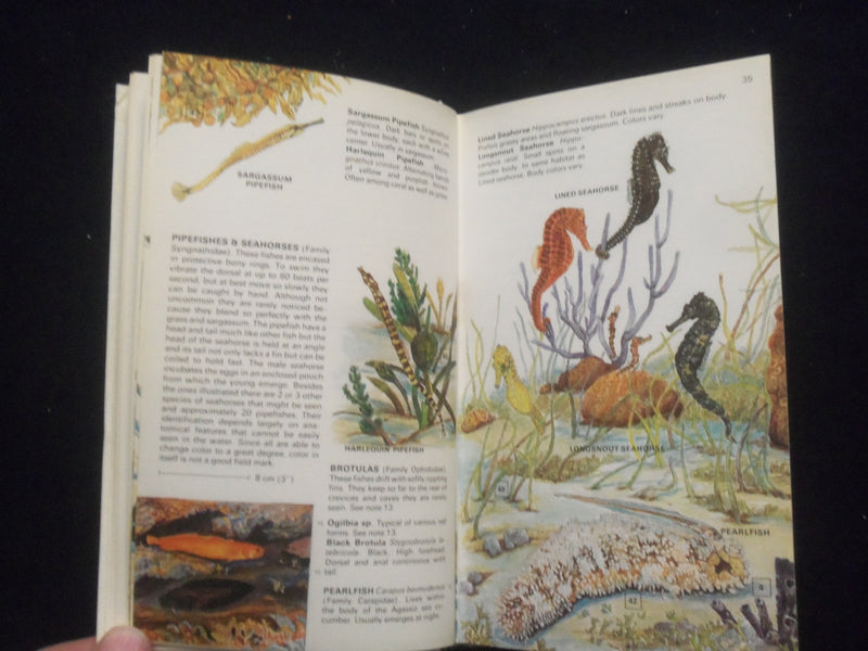 1980 HANDGUIDE TO THE CORAL REEF FISHES OF THE CARIBBEAN HARDCOVER BOOK -KD 8328