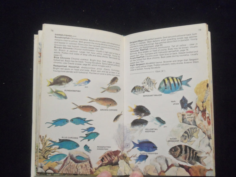 1980 HANDGUIDE TO THE CORAL REEF FISHES OF THE CARIBBEAN HARDCOVER BOOK -KD 8328