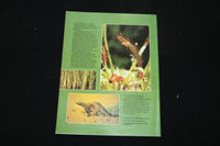 1985 JUNE SOUTH AFRICAN PANORAMA MAGAZINE - TOAD COVER - ST 1009L