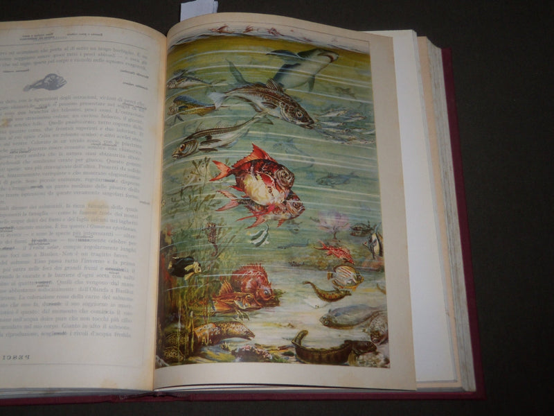 1928 IL MARE BOOK BY EGISTO ROGGERO - ITALIAN - GREAT MAPS - KD 4919