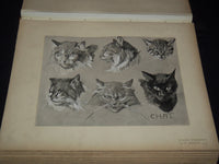1911 ETUDES D'ANIMAUX FRENCH VOLUME BY M. MEHEUT - 50 ANIMAL PLATES - Z 277