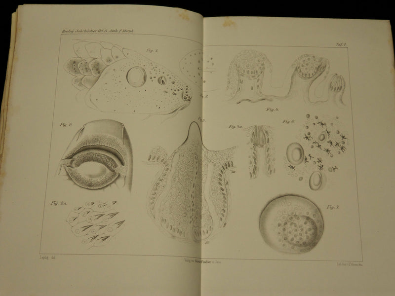1894-1904 ZOOLOGISCHE JAHRBUCHER FUR ANATOMIE UND ONTOGENIE LOT OF 39 - WR 1112
