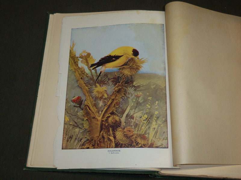 1903 BIRD NEIGHBORS HARDCOVER BOOK BY NELTJE BLANCHAN - NICE PLATES - KD 6254