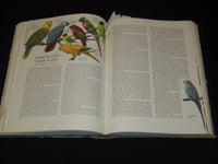 1961 BIRDS OF THE WORLD HARDCOVER BOOK BY OLIVER AUSTIN - NICE ILLUS.- KD 4585K