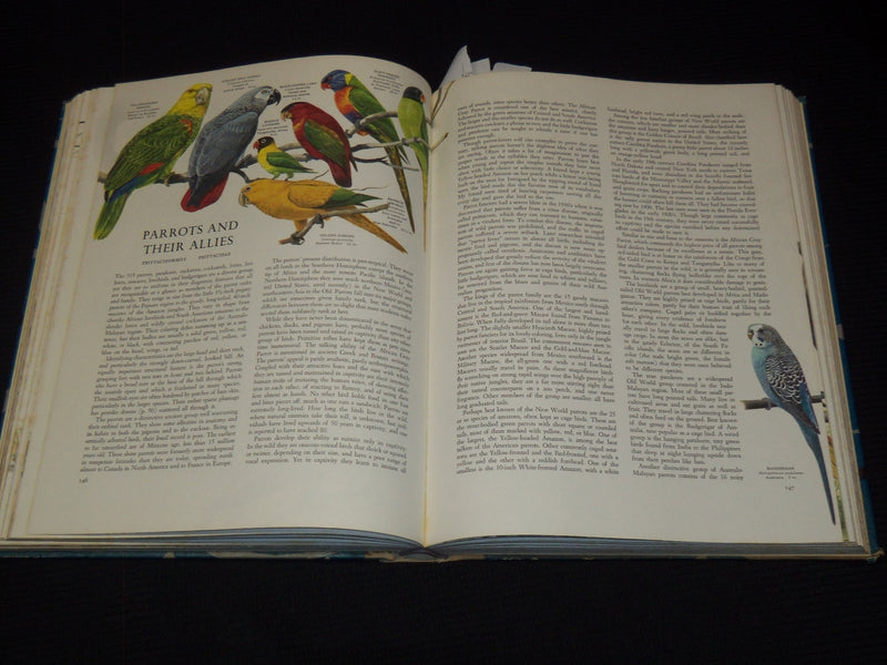 1961 BIRDS OF THE WORLD HARDCOVER BOOK BY OLIVER AUSTIN - NICE ILLUS.- KD 4585K