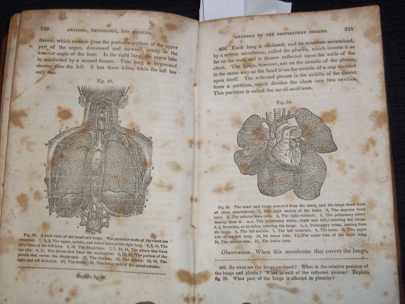 1853 A TREATISE OF ANATOMY BOOK BY CALVIN CUTTER, M. D - NICE ILLUS. - J 8118