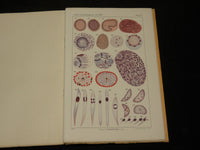 1909-1912 ARCHIV FUR PROTISTENKUNDE GERMAN VOLUME LOT OF 32 - GERMAN - WR 335C