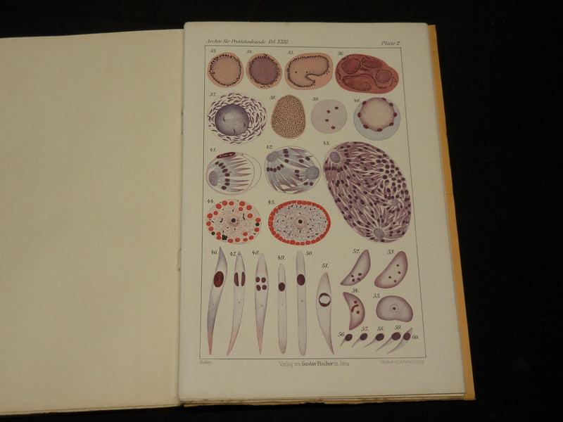 1909-1912 ARCHIV FUR PROTISTENKUNDE GERMAN VOLUME LOT OF 32 - GERMAN - WR 335C