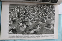 1917 NOVEMBER THE AMERICAN MUSEUM JOURNAL - PENGUINS - SOFTCOVER BOOK - K 3270