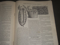 1892 JANUARY VICK'S ILLUSTRATED MONTHLY MAGAZINE - ROCHESTER NEW YORK - J 2565