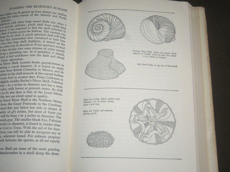 1970 STALKING THE BLUE-EYED SCALLOP BY EUELL GIBBONS SIXTH PRINTING - KD 4389