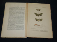 1891-1911 ANNALES SOCIETE ENTOMOLOGIQUE DE FRANCE ET BELGIQUE HUGE LOT - WR 140