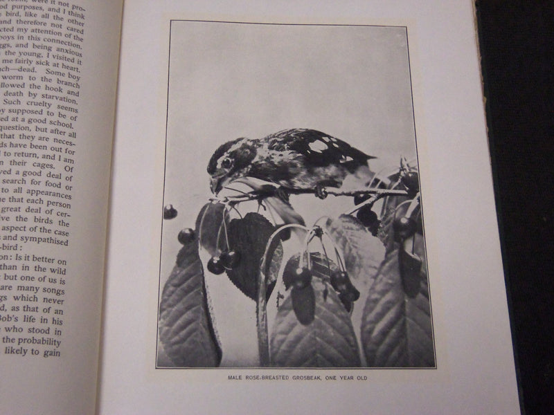 1902 BIRD HOMES EGGS & BREEDING BY A. R. DUGMORE - GREAT ILLUSTRATIONS - KD 33