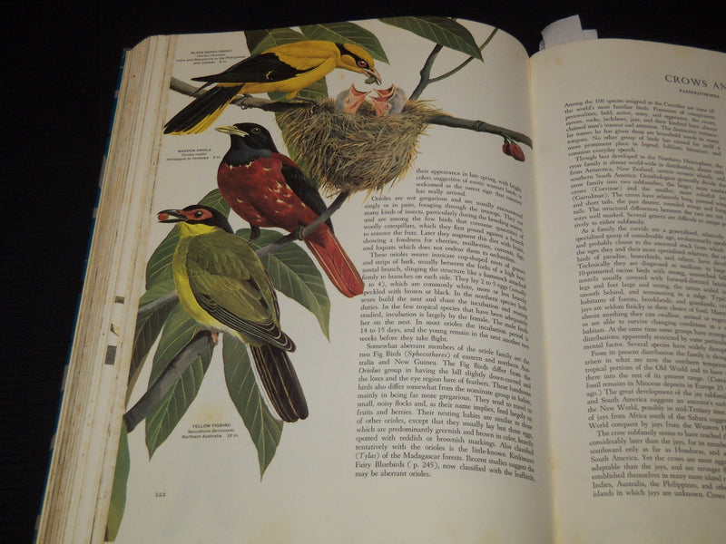 1961 BIRDS OF THE WORLD HARDCOVER BOOK BY OLIVER AUSTIN - NICE ILLUS.- KD 4585K
