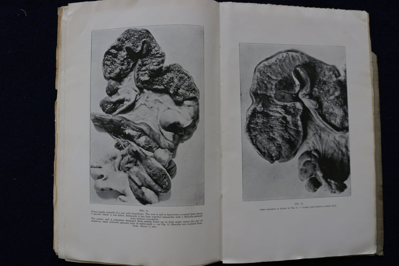 1934 BRUCELLA INFECTION IN SWINE SOFTCOVER BOOK BY AXEL THOMSEN -SIGNED - K 1462