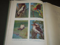 1917 BIRDS OF OTHER LANDS NATURE LOVERS LIBRARY - GREAT ILLUSTRATIONS - KD 32