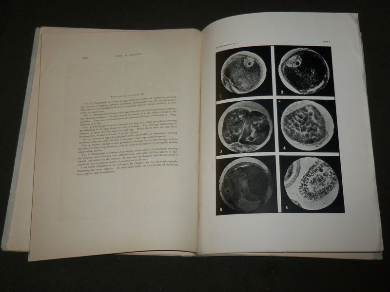 1906 EARLY DEVELOPMENT OF THE EGG OF CLAVA LEPTOSTYLA BOOK BY HARGITT - J 7119