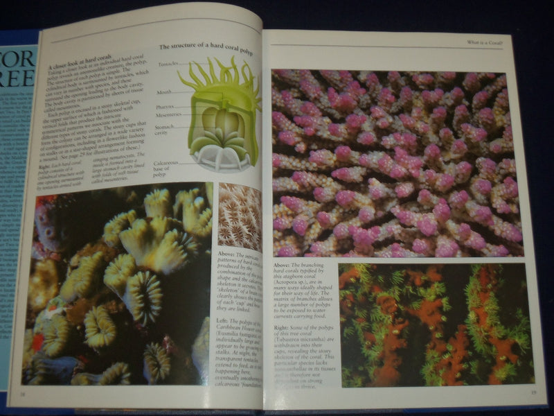 1990 CORAL REEFS HARDCOVER BOOK BY LES HOLLIDAY - NICE PHOTOS - KD 2776