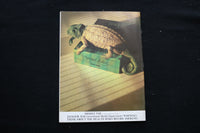 1982 SEP THE ILLUSTRATED LONDON NEWS MAGAZINE - CHRISTENING COVER - E 10183