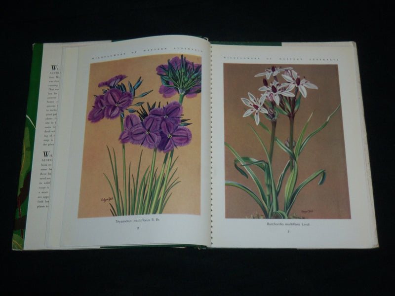 1959 WILD FLOWERS OF WESTERN AUSTRALIA HARDCOVER BOOK - KD 6644
